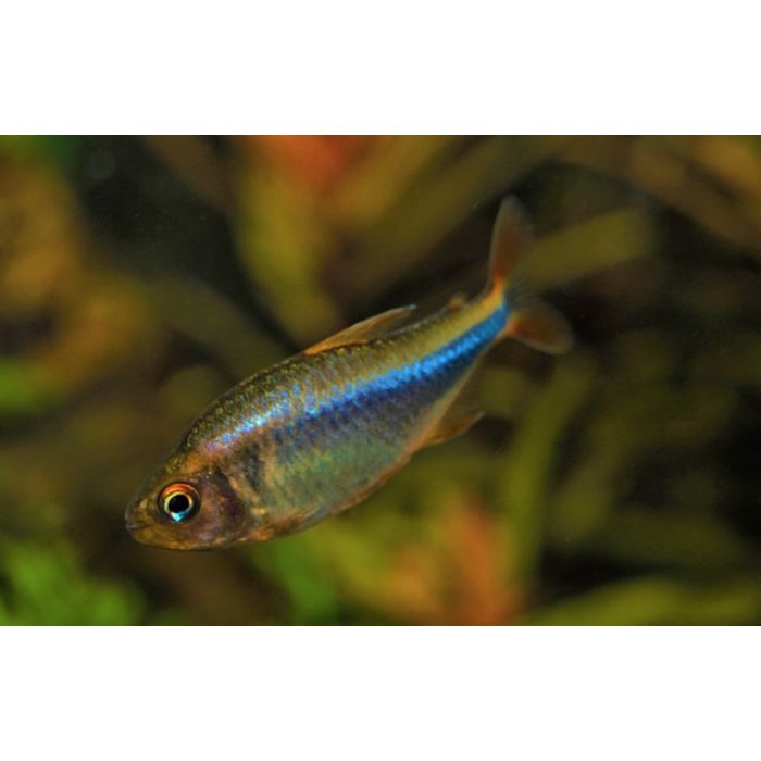Hyphessobrycon Wadai Tetra Wadai