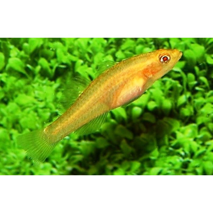 Mugilogobius Rexi / Gele Grondel