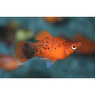 Xiphophorus Maculatus Platy Red Spotted