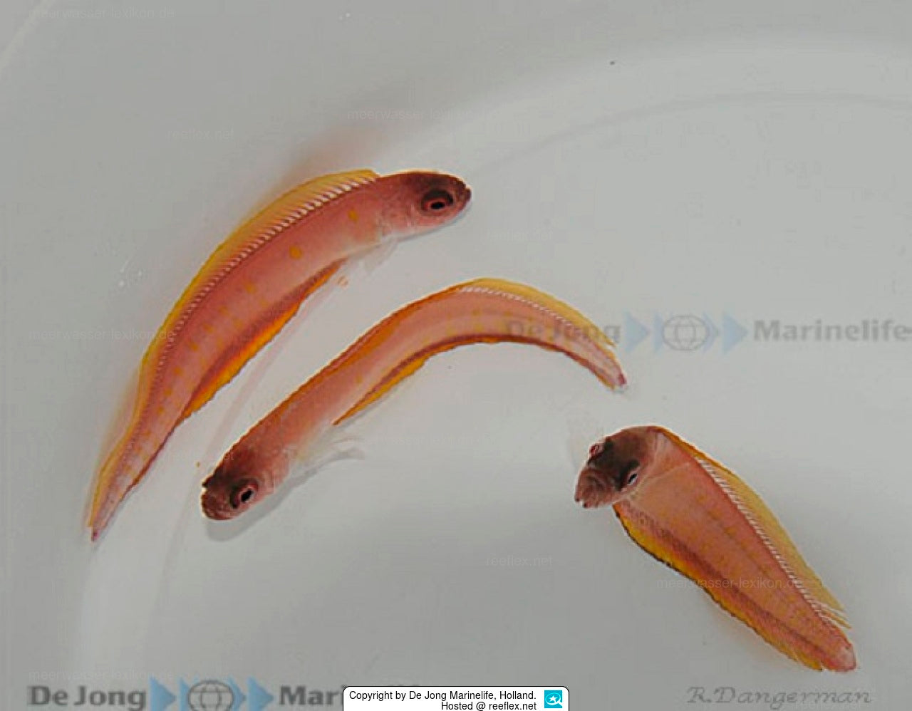 Acanthocepola indica