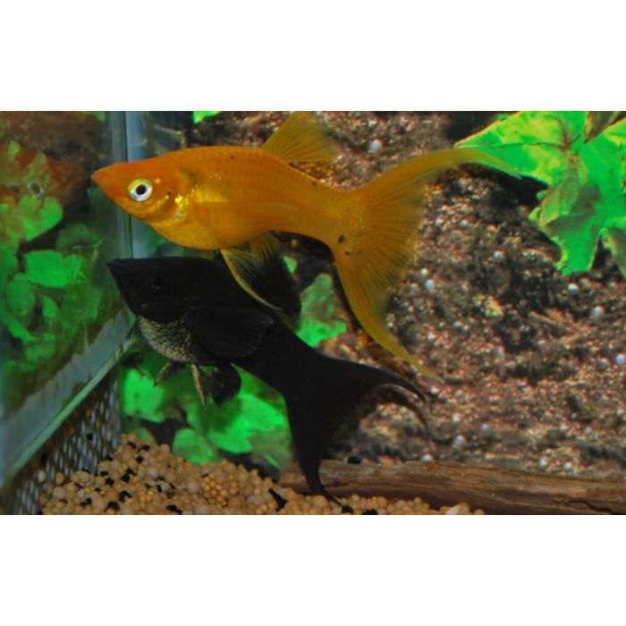 Poecilia Velifera / Hoogvinkarper Mix Sluier