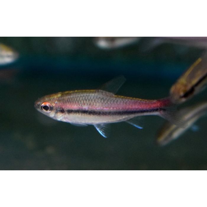 Neolebias Trewavasae / Tetra Trewavasae