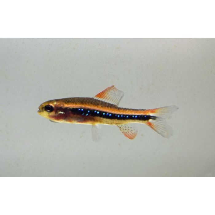 Poecilocharax Weitzmani / Kolibri