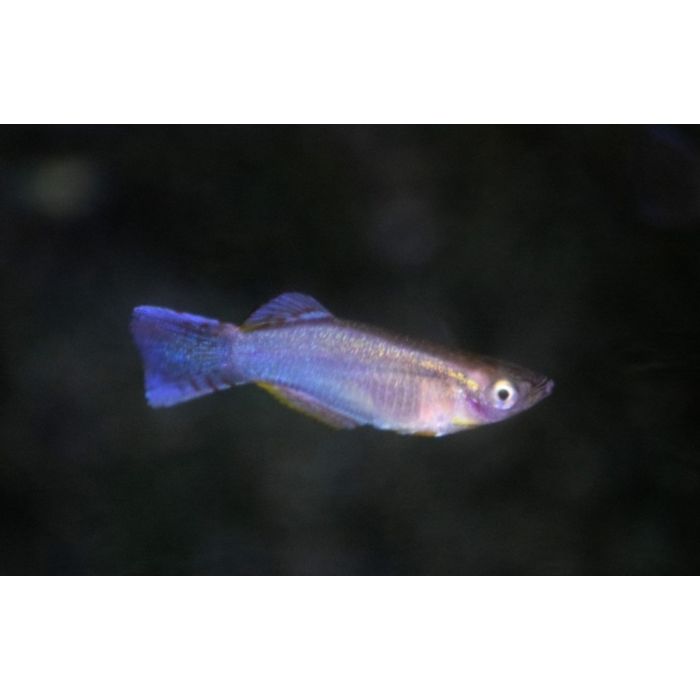 Procatopus Similis Edea / Lichtoogje Similis Edea