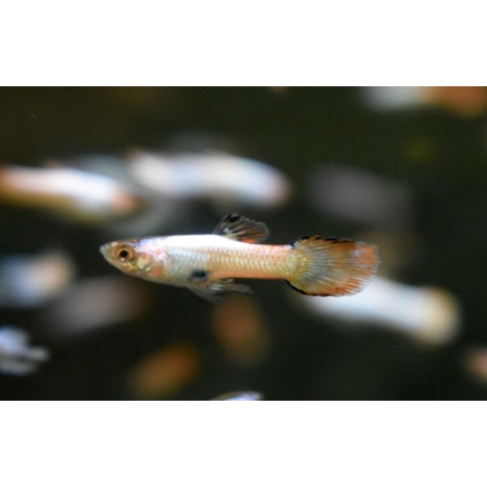 Poecilia Wingei Neon Pink White Male / Endler Gup Neon Roze Wit Man