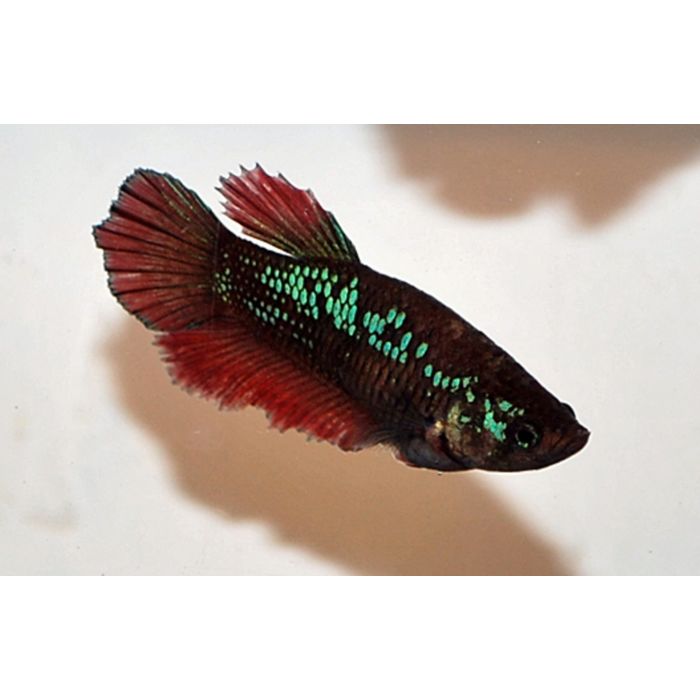 Betta Splendens Half Moon
