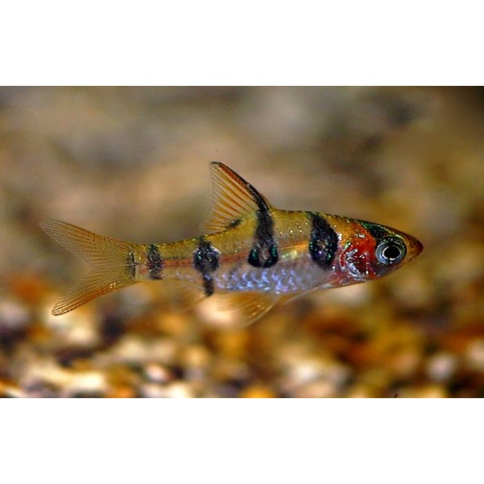 Desmopuntius Rhomboocellatus / Snakeskin Barbeel