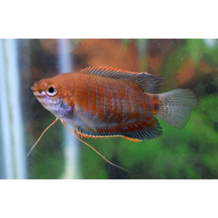 Trichogaster Labiosa / Diklipgoerami