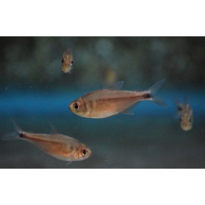 Hyphessobrycon Sp.Yutai / Tetra Brazilie