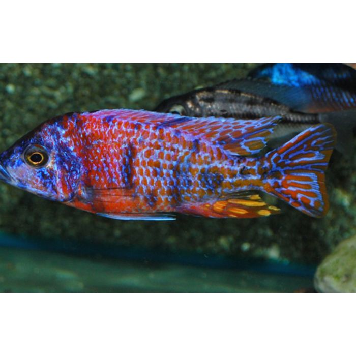 Aulonocara Red Blotched