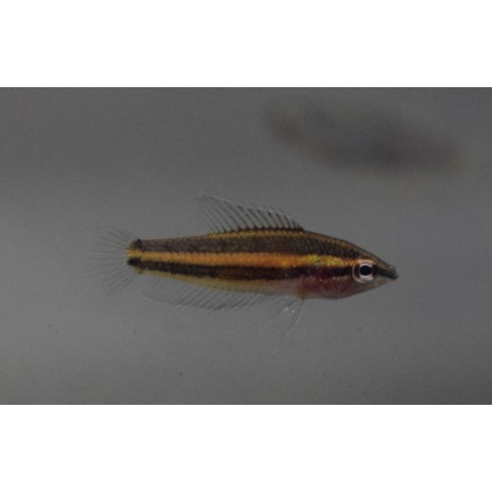 Parosphromenus Sp. Sentang Prachtgoerami Sentang