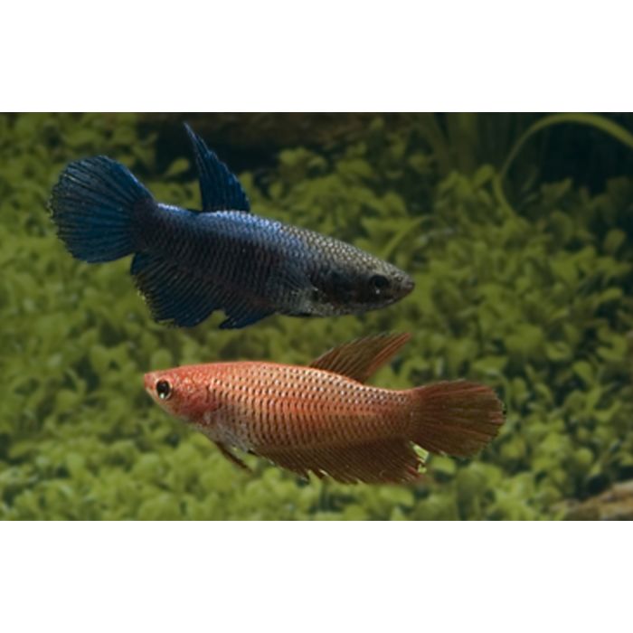 Betta Splendens Kempvis