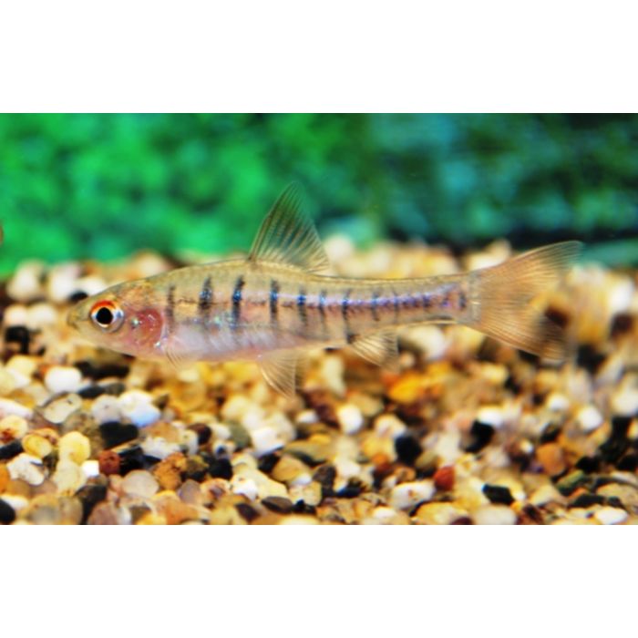 Enteromius Fasciolatus / Angola Barbeel