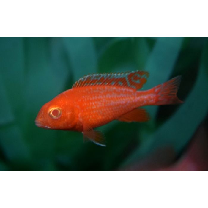 Aulonocara Sp. Red Dragon