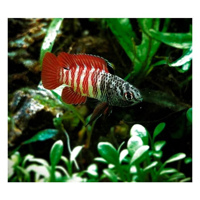 Dario Hysginon Black Tiger