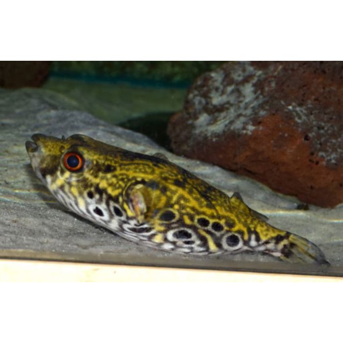 Tetraodon Palembangensis / Bultrugkogelvis