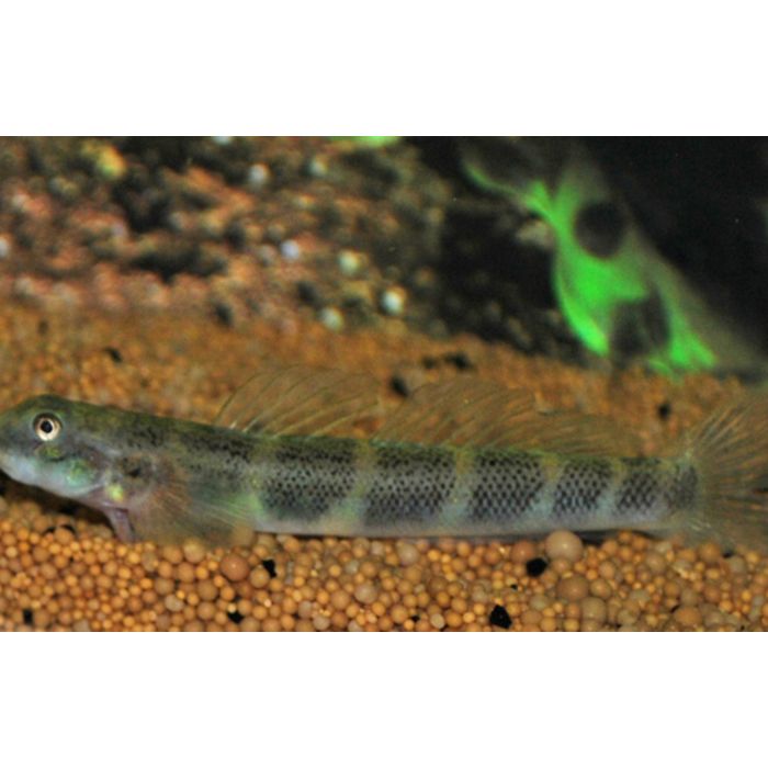 Sicydium Crenilabrum