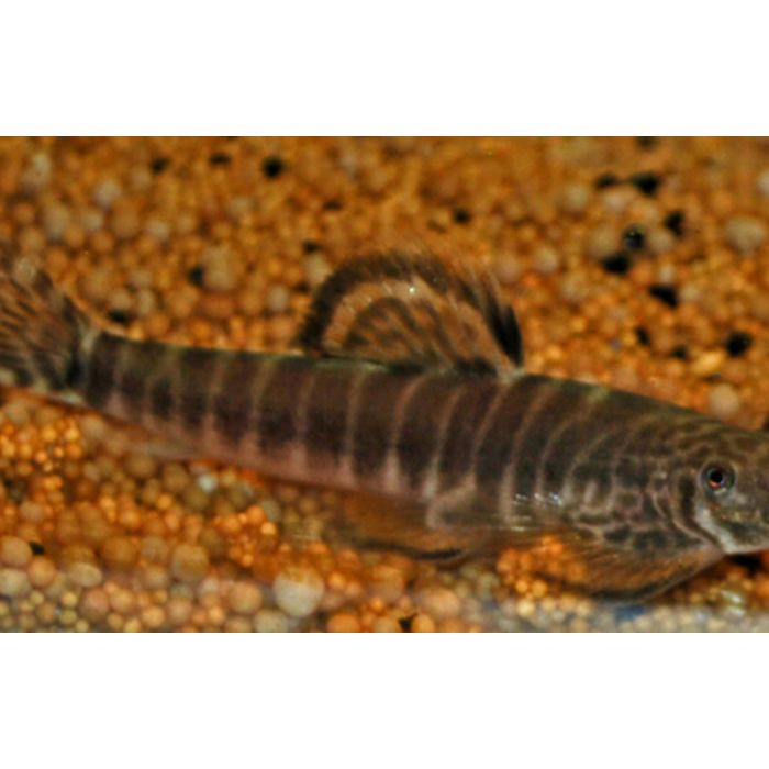 Pseudogastromyzon Fasciatus
