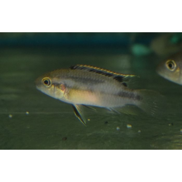 Benitochromis Nigrodorsalis Moliwe