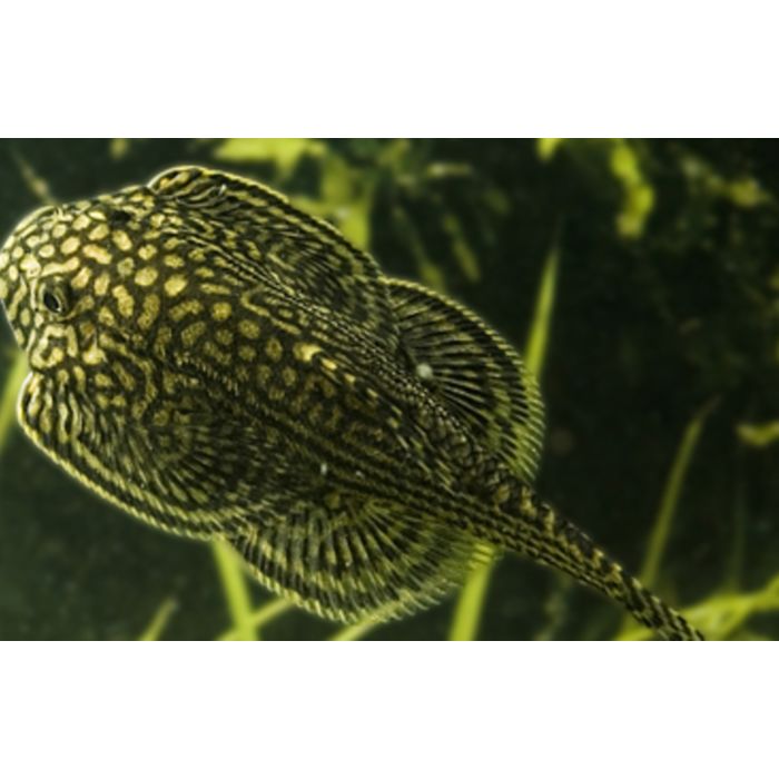 Sewellia Lineolata / Algeneter