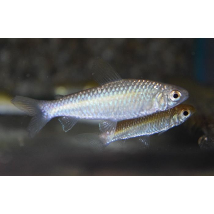 Curimatopsis Evelynae / Spottail Curimata