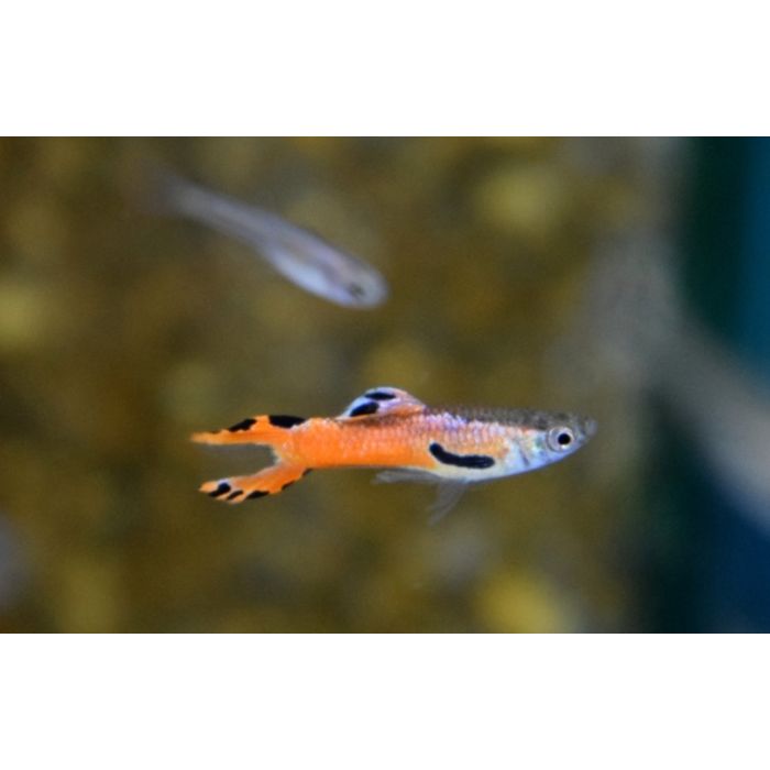 Poecilia wingei Red Scarlet