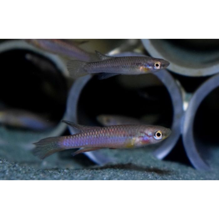 Aphyosemion Splendopleure / Killivis Splendopleure