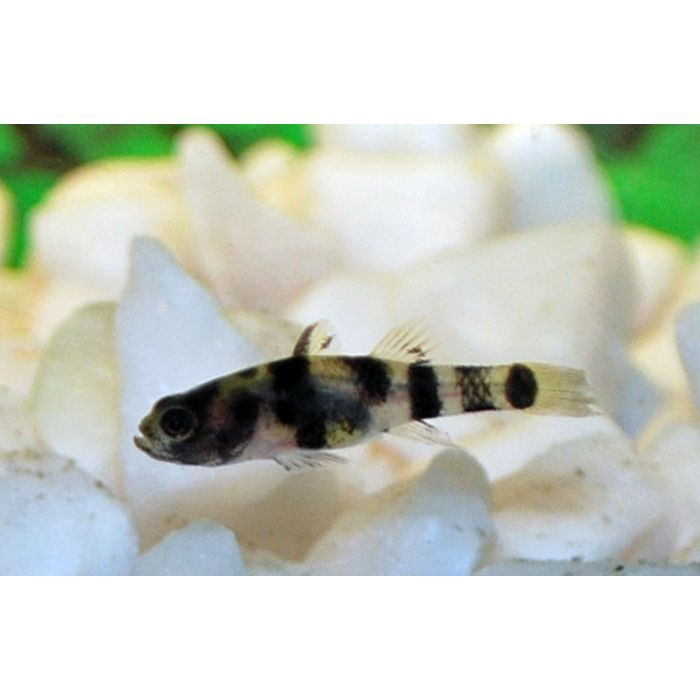 Brachygobius Xanthomelas Micro Bijtje Birma