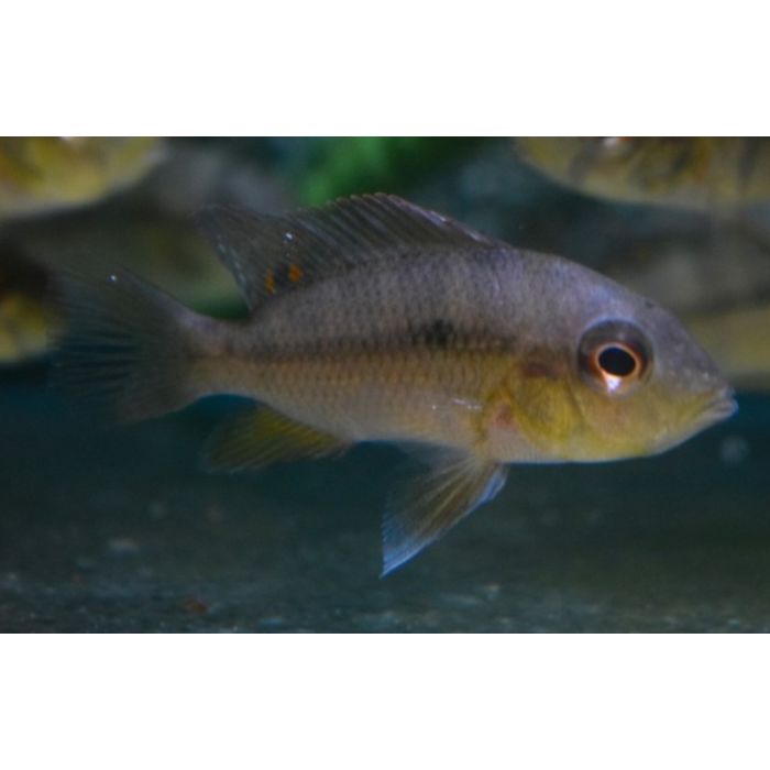 Heterochromis Multidens Congo Cichlide Multidens