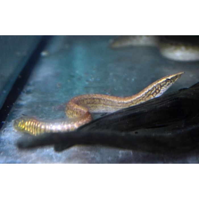 Mastacembelus Liberiensis / Aal Liberiensis