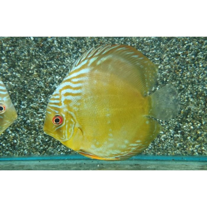 Symphysodon Aequifasciatus / Discus Tiger Turquoise