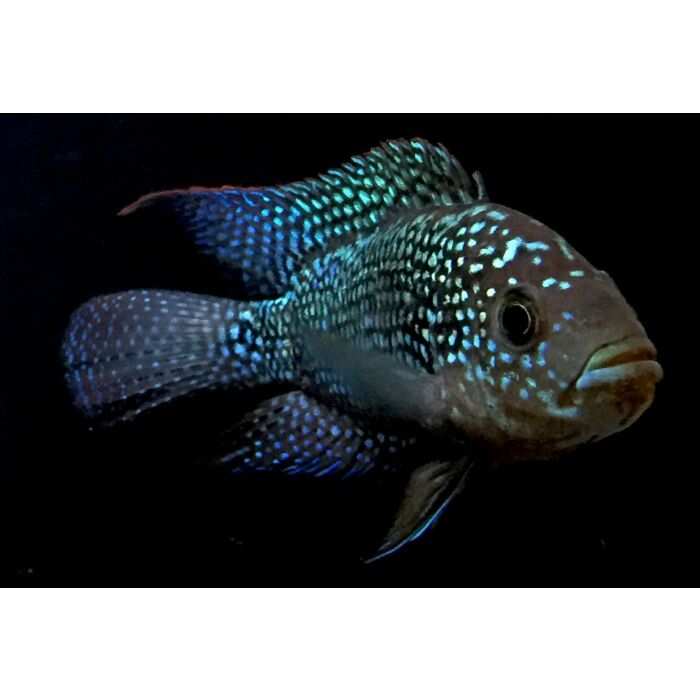 Jack Dempsy Cichlasoma