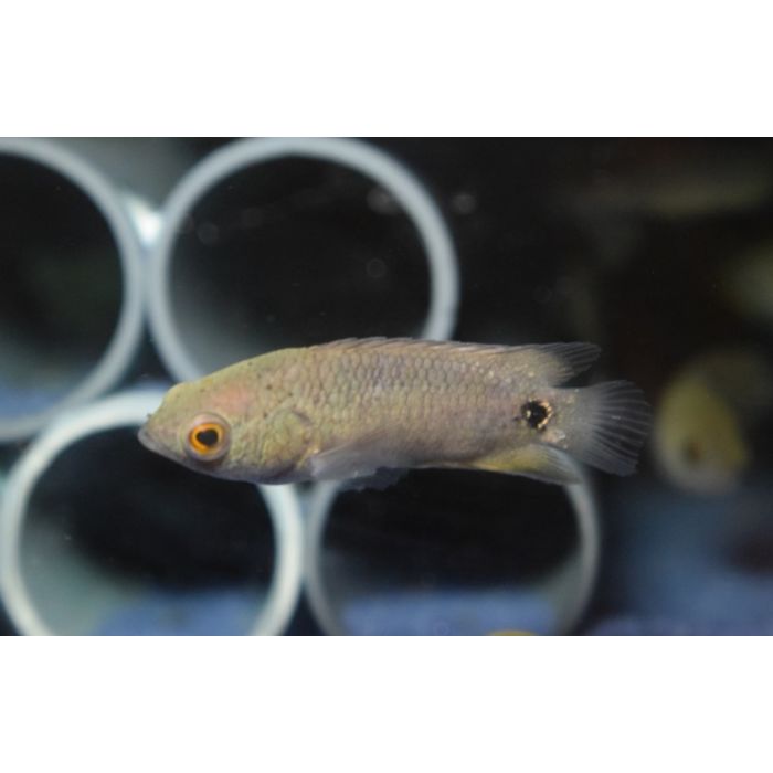 Ctenopoma Kingsleyae / Klimbaars Kingsleyae