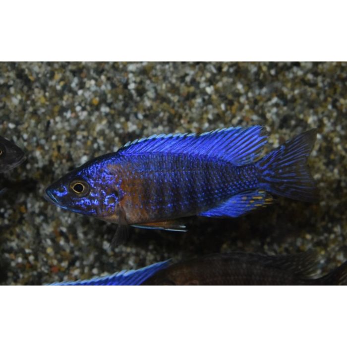 Aulonocara Stuartgranti Red Flash