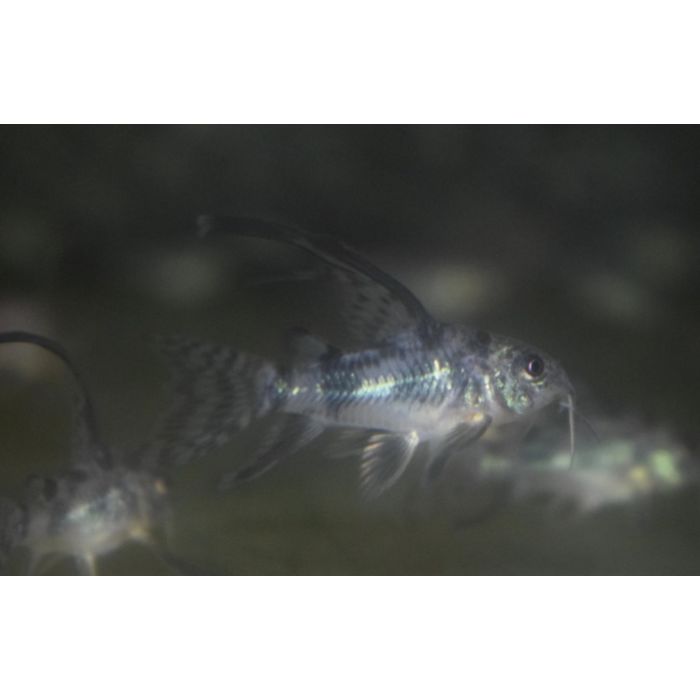 Corydoras paleatus Langflossen-/Gefleckter Panzerwels