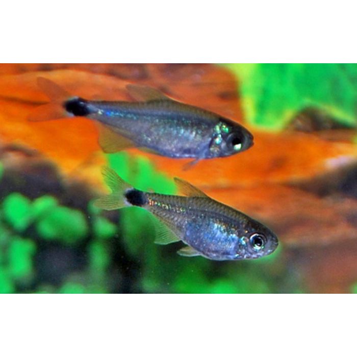 Hyphessobrycon Elachys / Tetra Elachys