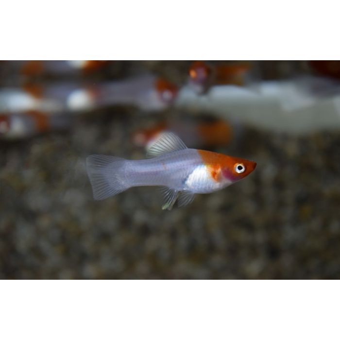 Xiphophorus Helleri Kohaku / Zwaarddrager Kohaku