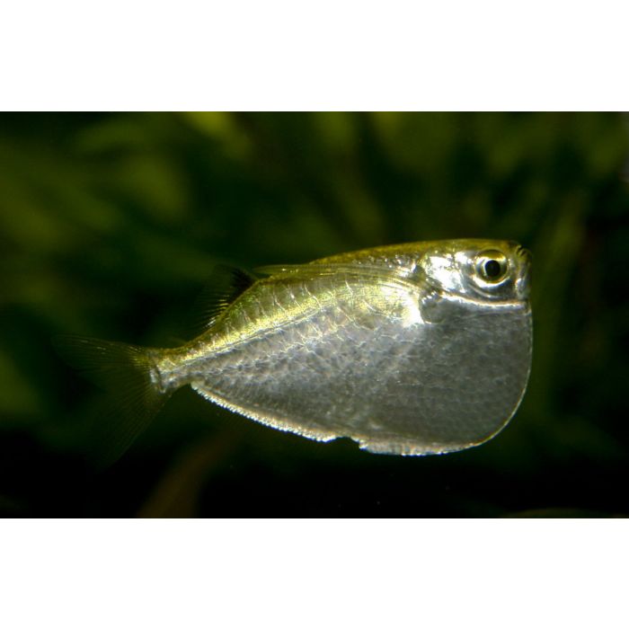 Thoracocharax Stellatus / Securis