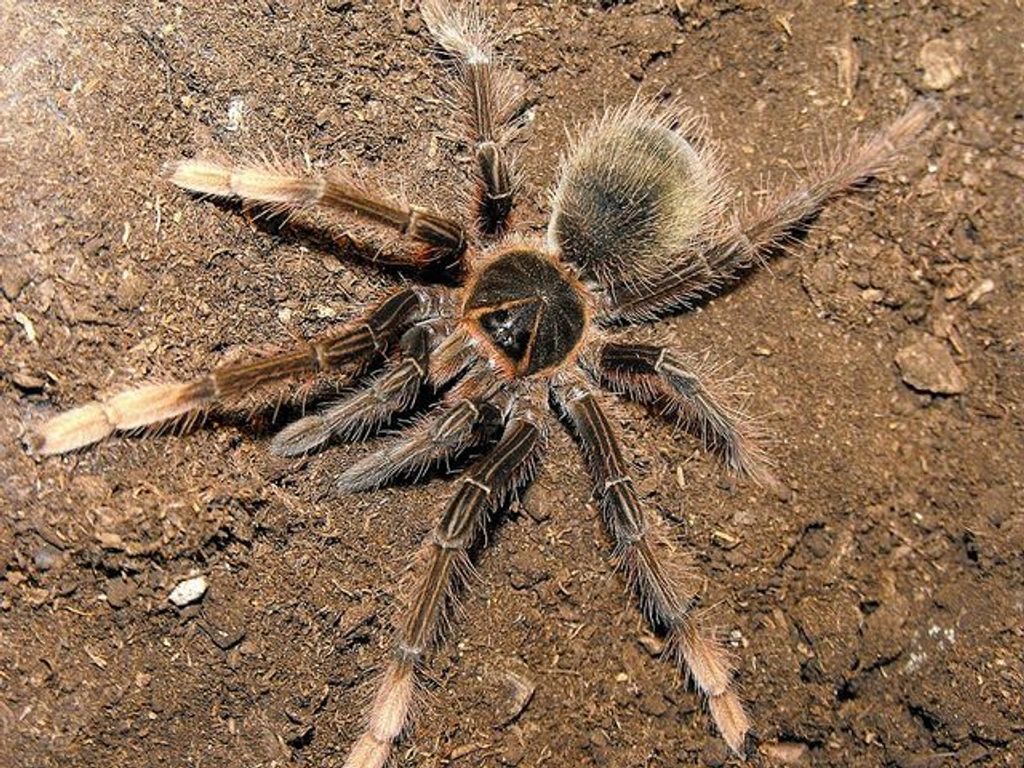 Theraphosa apophysis - Pinkfoot Goliath - Juvenile