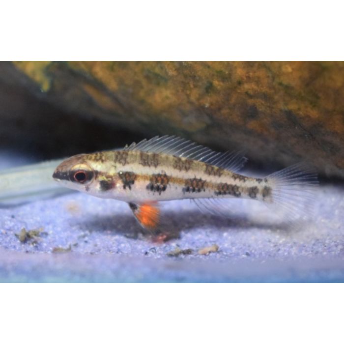 Dicrossus Filamentosus / Schaakbordcichlide