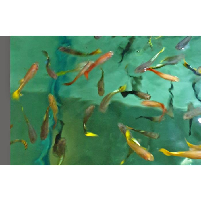Poecilia Reticulata Guppy Vrouw Mix