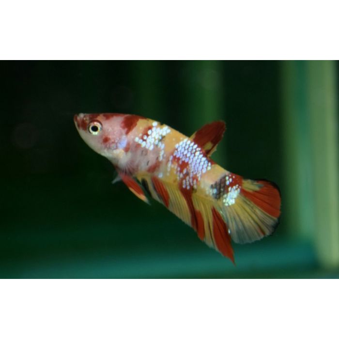 Betta Splendens Plakat Nemo Kempvis Plakat Nemo