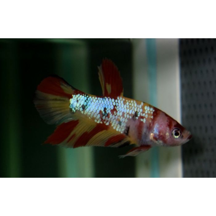 Betta Splendens Plakat Nemo Kempvis Plakat Nemo