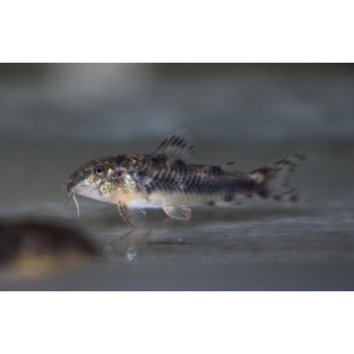 Aspidoras Spilotus / Pantsermeerval Spilotus