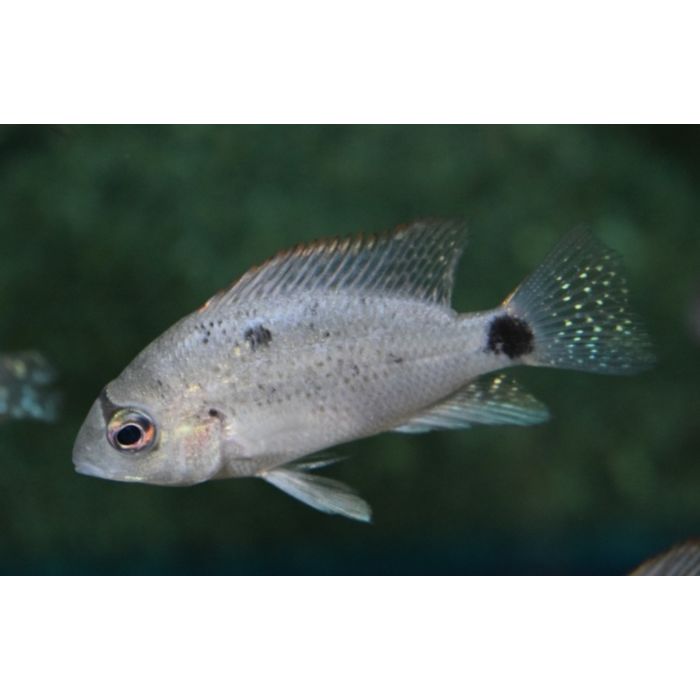 Maskaheros Argenteus / Zilver Cichlide