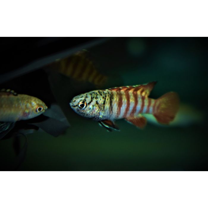 Dario Sp. Myanmar / Schwarzer Tiger-Zwergbarsch