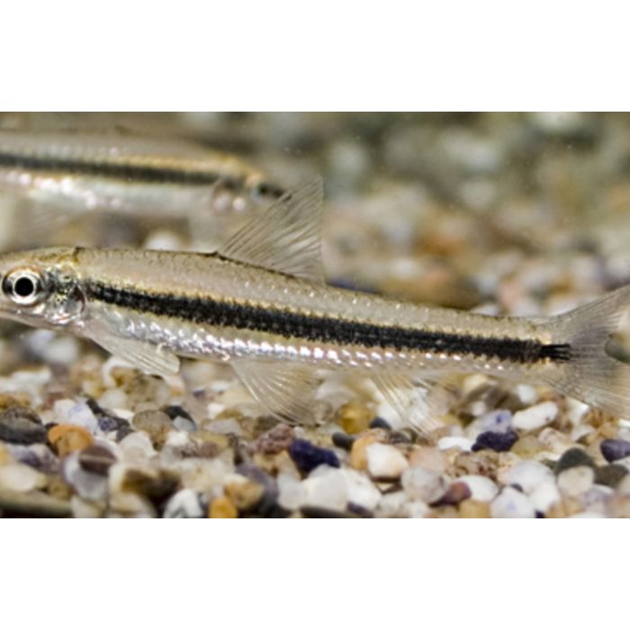 Crossocheilus Oblongus / Siamese Algeneter