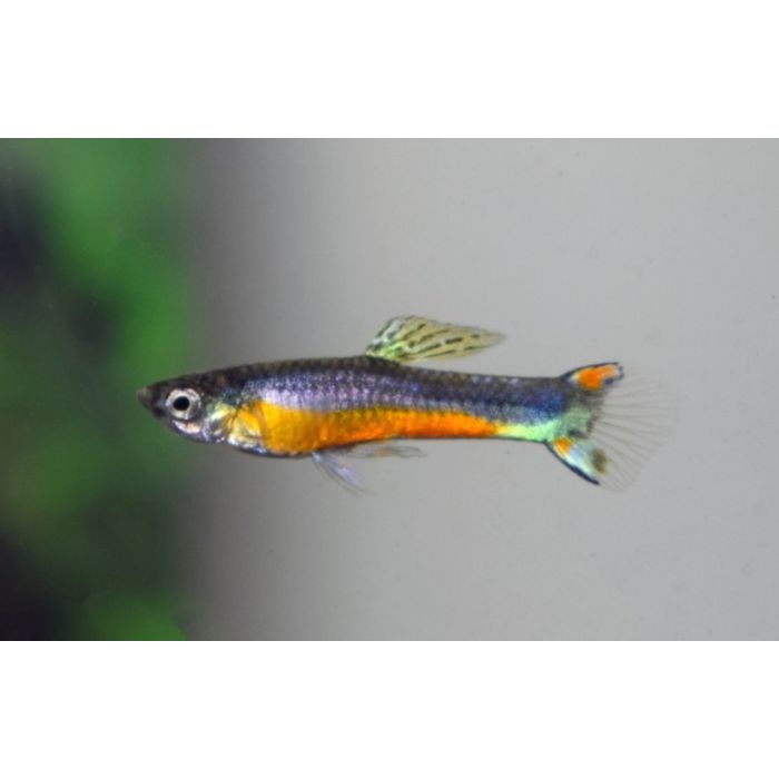 Poecilia Wingei Santa Maria Bleeding Heart