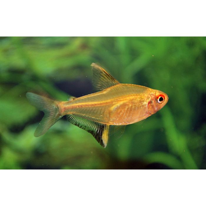 Hyphessobrycon Pulchripinnis Citroen Tetra