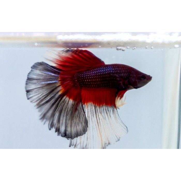 Betta Half Moon Butterfly Betta Splendens